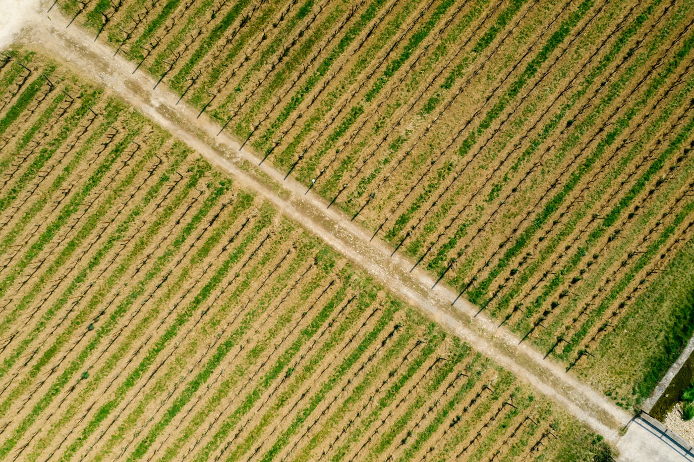 Vineyard aerial